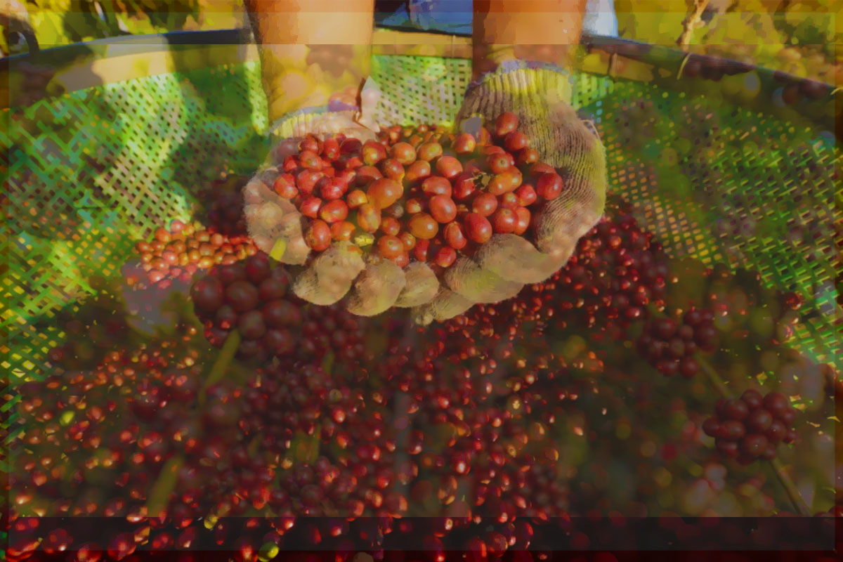 Rondônia lidera a produção de café na Região Norte - News Rondônia