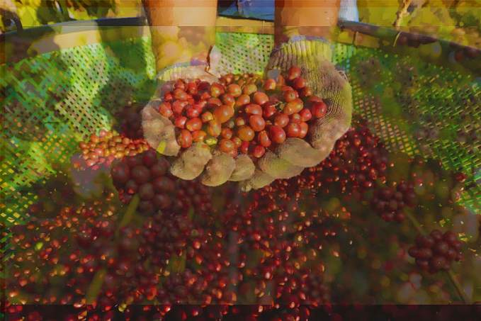 Rondônia lidera a produção de café na Região Norte - News Rondônia
