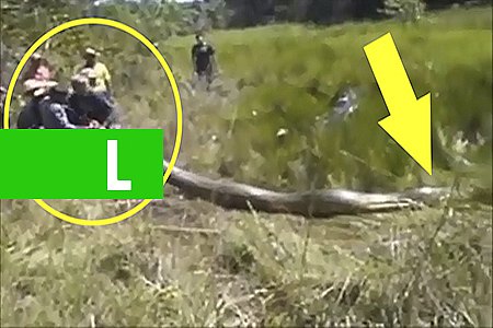 CINCO COBRAS GIGANTES CAPTURAS; VÍDEO - News Rondônia