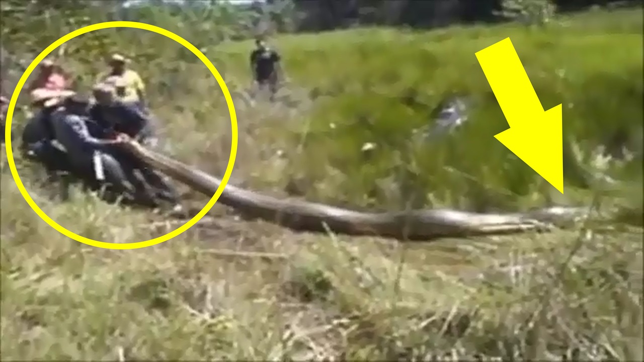 CINCO COBRAS GIGANTES CAPTURAS; VÍDEO - News Rondônia