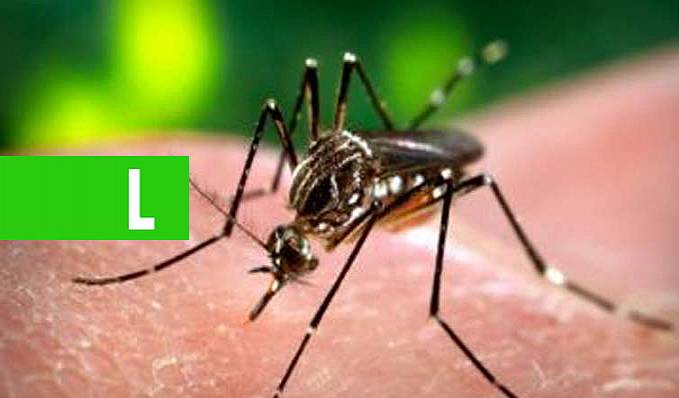 Semusa inicia levantamento sobre índice de doenças por Aedes aegypti - News Rondônia