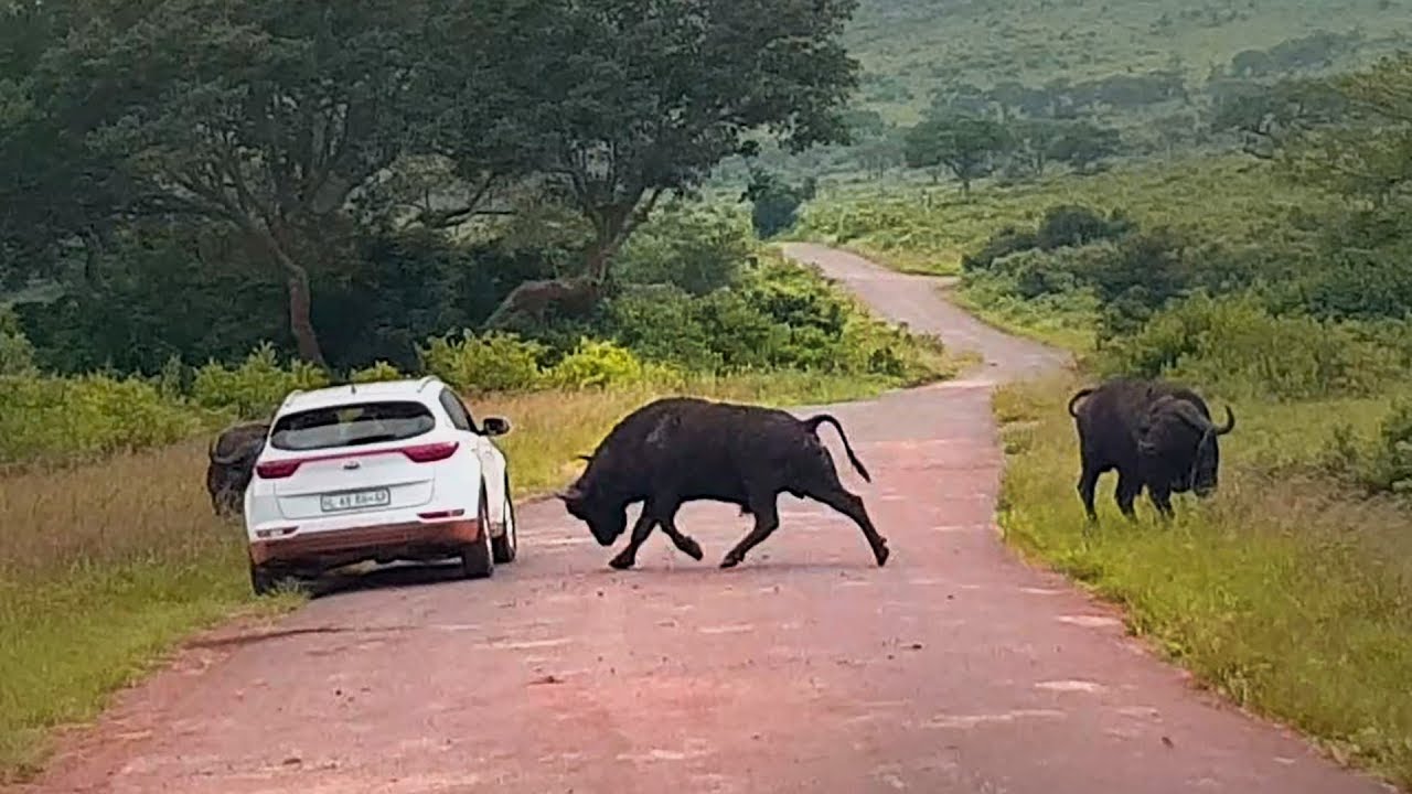 Coluna mais curiosidades: Animais selvagens que atacaram carros - News Rondônia