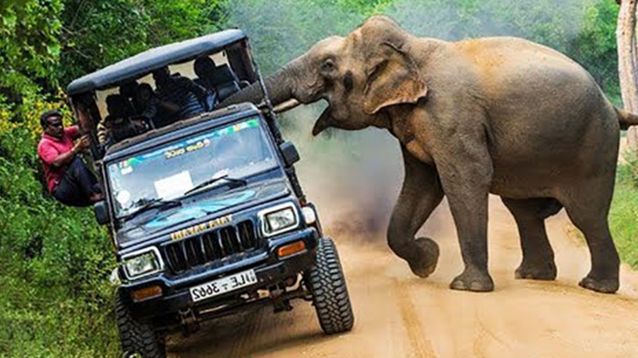 Coluna mais curiosidades: Animais selvagens que atacaram carros - News Rondônia