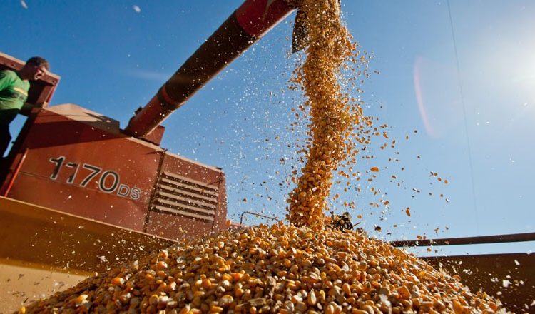 CONAB FECHA NÚMEROS DA SEGUNDA MAIOR SAFRA DE GRÃOS COM 228,3 MILHÕES DE TONELADAS - News Rondônia
