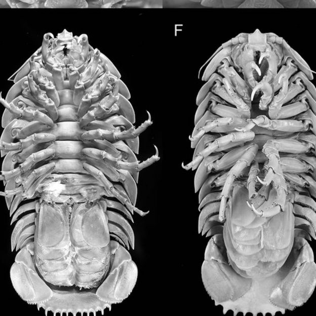 Cientistas encontram 'barata gigante' que vive no fundo do mar - News Rondônia