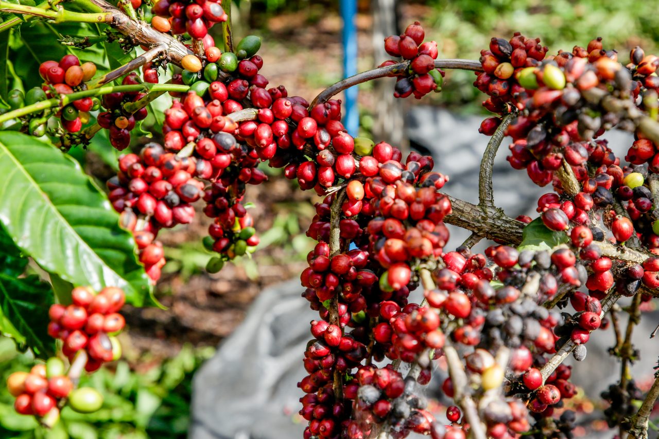 Governo de Rondônia abre colheita do café conilon com perspectiva de produção de 2 milhões de sacas para este ano - News Rondônia