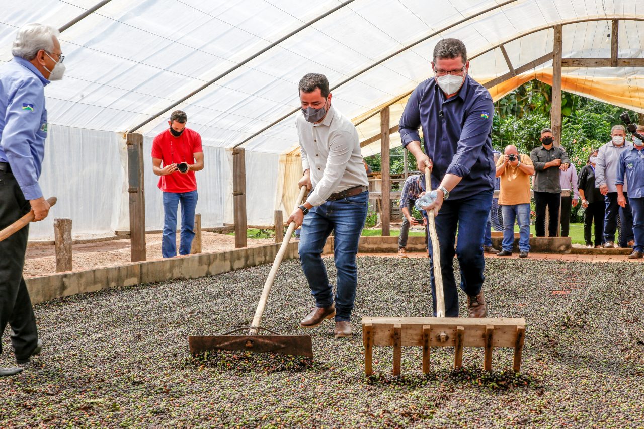 Governo de Rondônia abre colheita do café conilon com perspectiva de produção de 2 milhões de sacas para este ano - News Rondônia