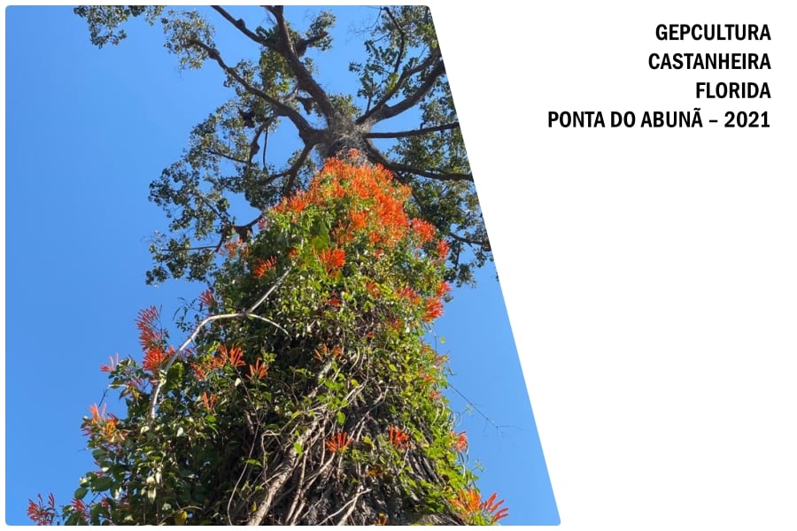 No caminho da aldeia a aldeia sem caminhos  Por Marquelino Santana - News Rondônia