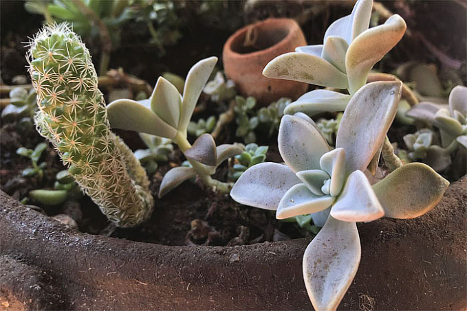 Pandemia e isolamento aumentam procura por cultivo de plantas em casa - News Rondônia
