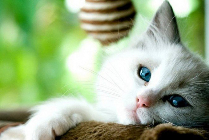 Covid é comum em cachorros e gatos domésticos, revela estudo - News Rondônia