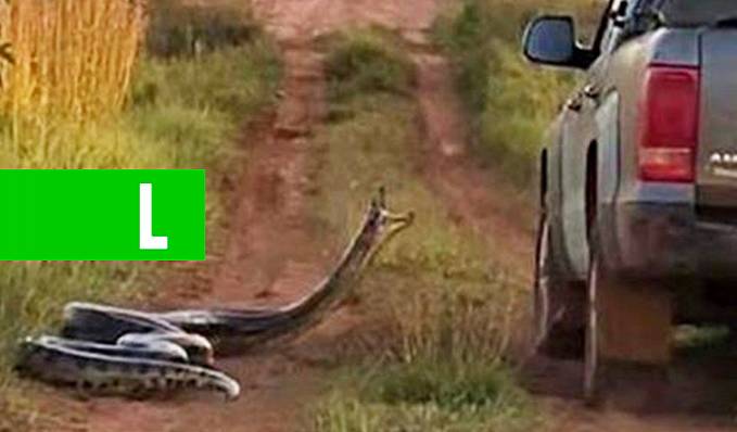 Cinco cobras gigantes capturadas no Brasil - News Rondônia