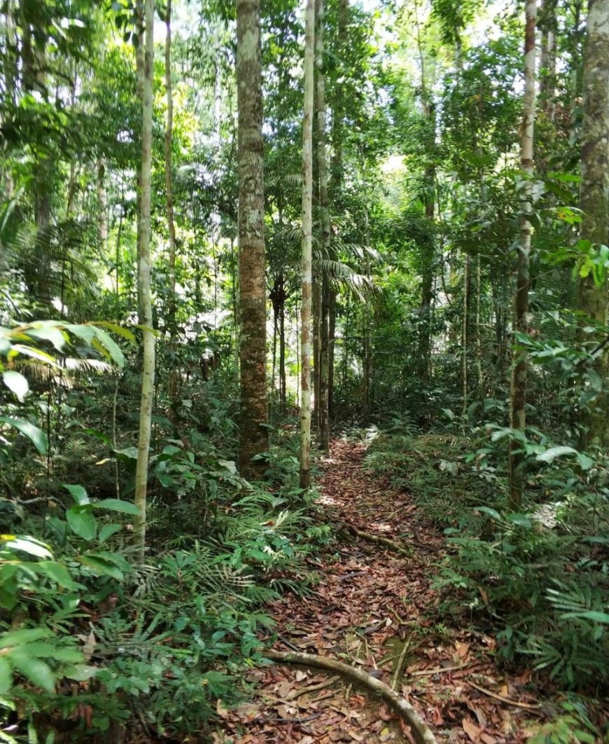 PESQUISA - Estudo da Fiocruz em Rondônia mostra avanços no conhecimento dos transmissores de leishmaniose - News Rondônia