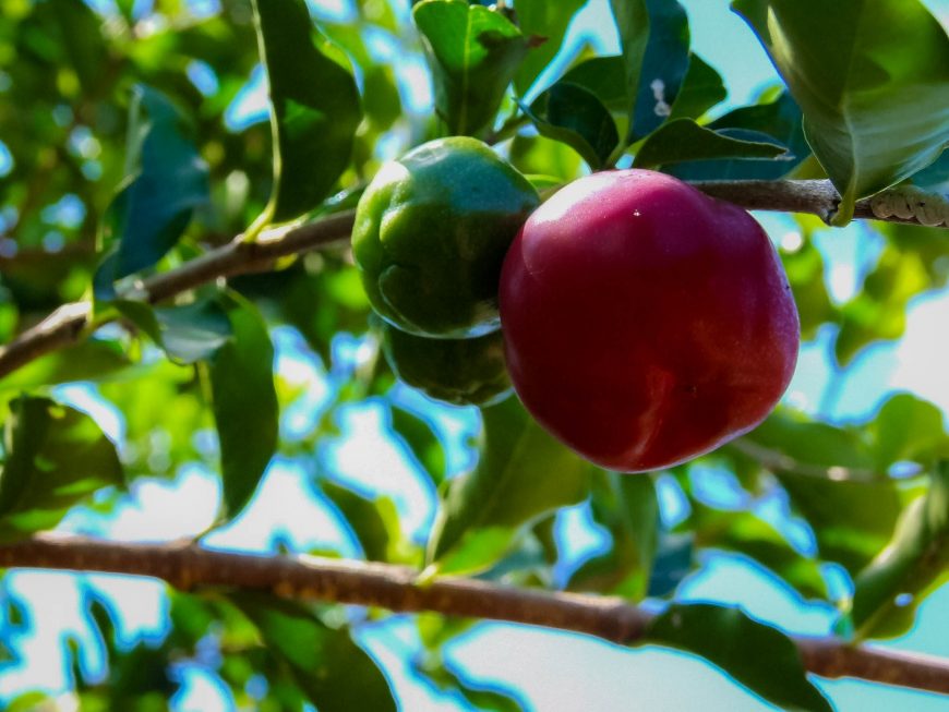 Mais de 70 agroindústrias familiares de Rondônia trabalham com a produção de polpa de frutas - News Rondônia
