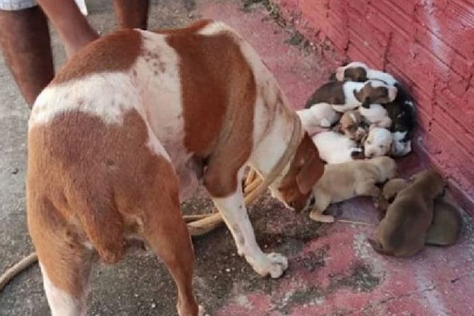 Cachorra esperta protege filhotes de incêndio e esconde em buraco na mata - News Rondônia