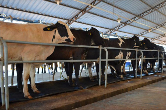 BOVINOCULTURA - Emater detalha plano de melhoramento genético do rebanho bovino de Rondônia - News Rondônia