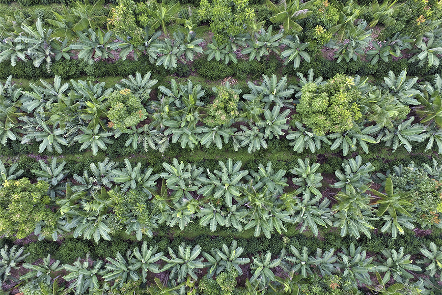 Frente ao avanço do desmatamento, projetos promovem ações de recuperação, conservação e geração de renda na Amazônia - News Rondônia