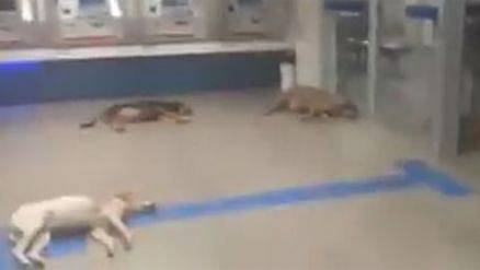 FOLGADOS: Cachorros invadem Agência da Caixa Economica para dormirem no ar-condiconado - Vídeo - News Rondônia