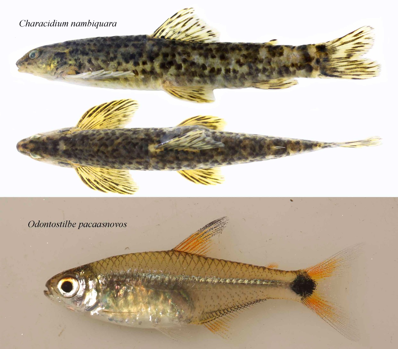 Pesquisadores da UNIR descrevem duas novas espécies de peixes da bacia do rio Madeira - News Rondônia