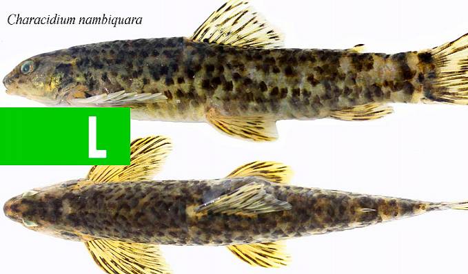 Pesquisadores da UNIR descrevem duas novas espécies de peixes da bacia do rio Madeira - News Rondônia