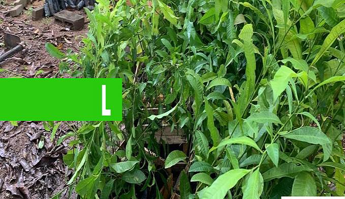 ENERGISA DOA MAIS DE 2 MIL MUDAS DE CASTANHEIRAS-DO-BRASIL PARA REFLORESTAMENTO EM RONDÔNIA - News Rondônia