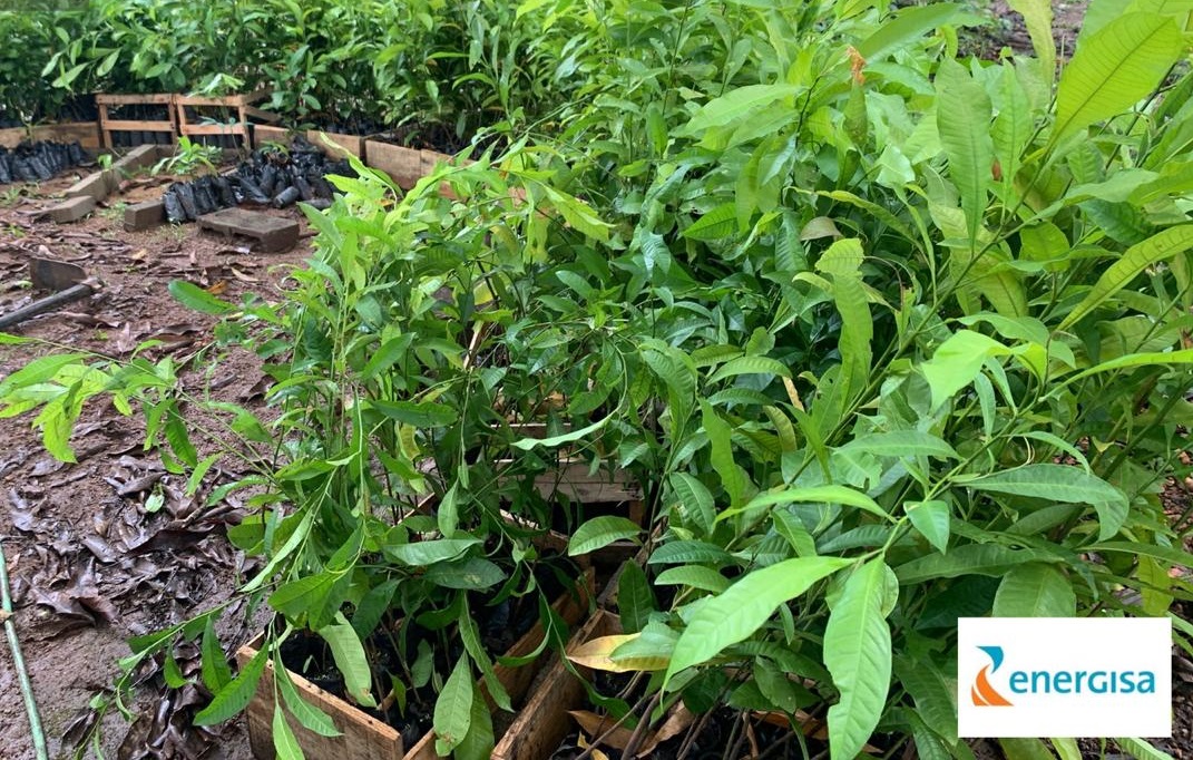 ENERGISA DOA MAIS DE 2 MIL MUDAS DE CASTANHEIRAS-DO-BRASIL PARA REFLORESTAMENTO EM RONDÔNIA - News Rondônia