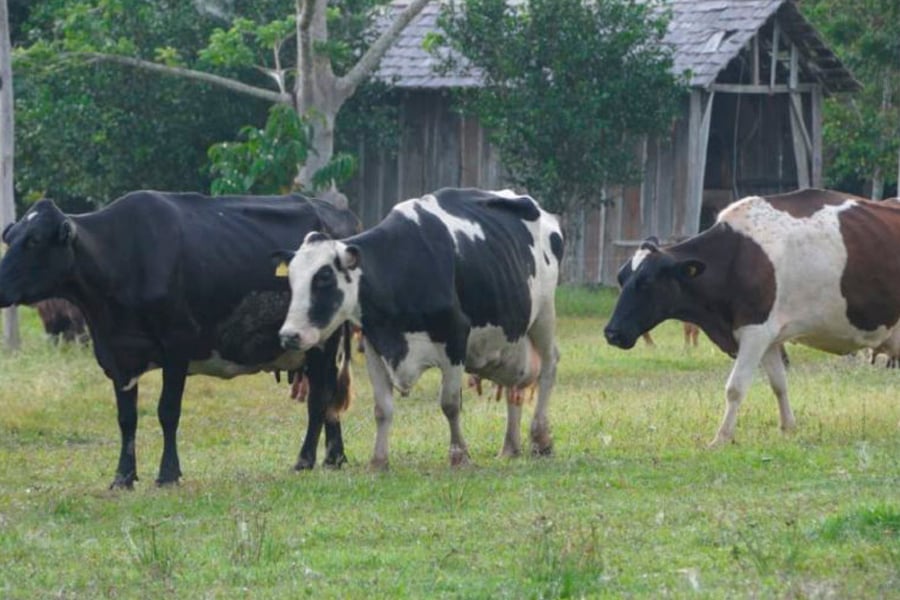 Técnica orientada pela Emater a pecuaristas gera aumento na produção de leite, em Rondônia - News Rondônia