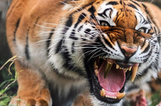 HOMEM PASSEIA COM COBRA NA COLEIRA E MUITO MAIS: ANIMAIS DE ESTIMAÇÃO MAIS PERIGOSOS DO MUNDO - News Rondônia