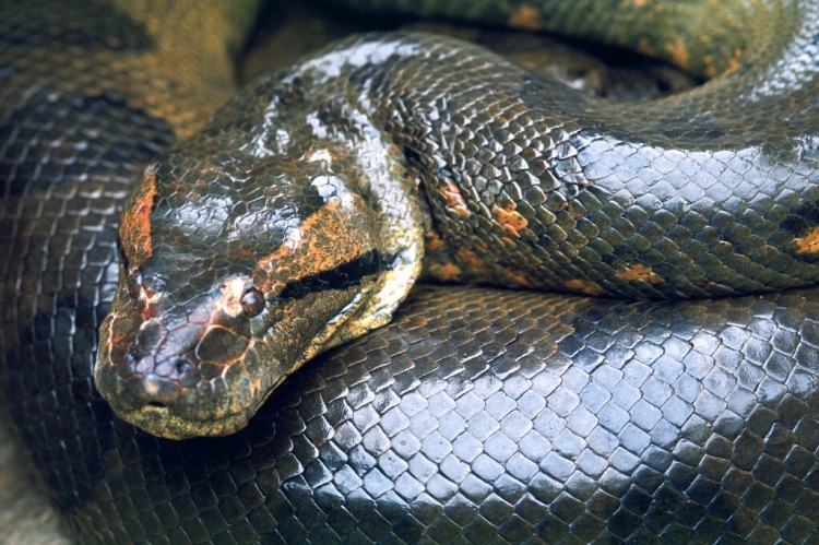 HOMEM PASSEIA COM COBRA NA COLEIRA E MUITO MAIS: ANIMAIS DE ESTIMAÇÃO MAIS PERIGOSOS DO MUNDO - News Rondônia
