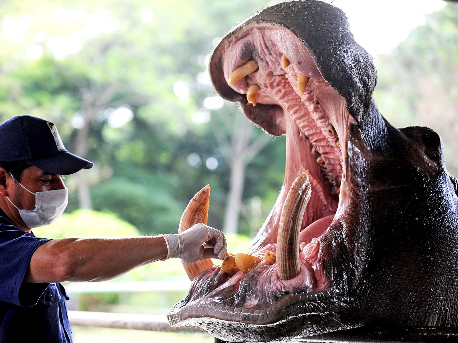 HOMEM PASSEIA COM COBRA NA COLEIRA E MUITO MAIS: ANIMAIS DE ESTIMAÇÃO MAIS PERIGOSOS DO MUNDO - News Rondônia