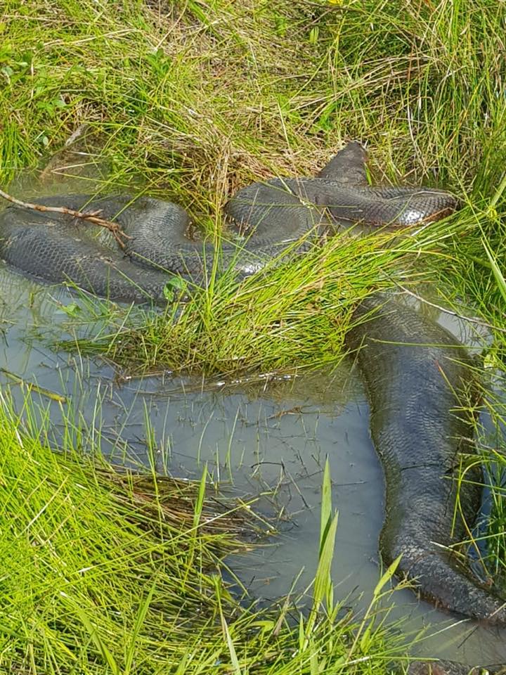 SUCURI DE APROXIMADAMENTE 10 METROS É FLAGRADA EM IGARAPÉ DA BR-364 - VEJA VÍDEO DA FUGA DO ANIMAL - News Rondônia