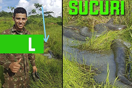 SUCURI DE APROXIMADAMENTE 10 METROS É FLAGRADA EM IGARAPÉ DA BR-364 - VEJA VÍDEO DA FUGA DO ANIMAL - News Rondônia