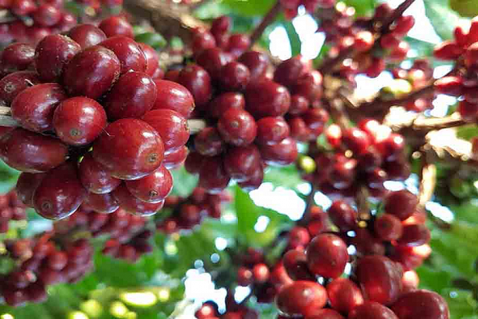 Cafés Matas de Rondônia recebem selo de Indicação geográfica - News Rondônia