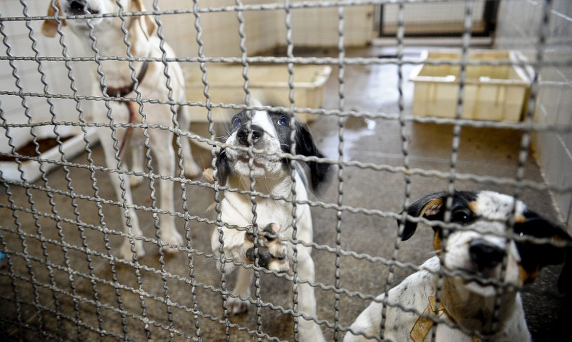 Bolsonaro sanciona lei que proíbe eutanásia de cães e gatos de rua - News Rondônia