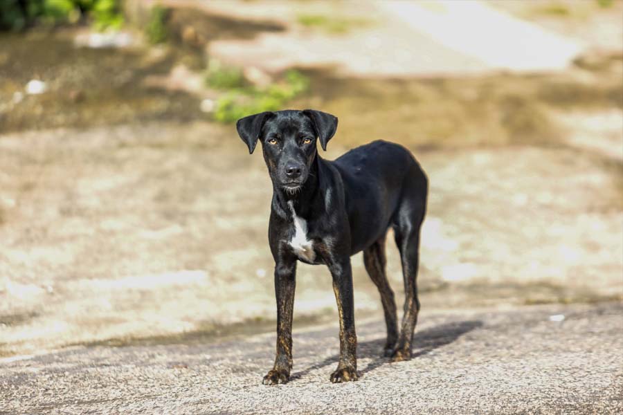 VACINAÇÃO ANTIRRÁBICA - Campanha para imunizar cães e gatos em Porto Velho começa nesta segunda-feira (20) - News Rondônia