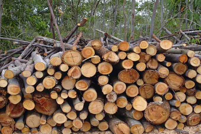 Serviço Florestal Brasileiro lança cartilha sobre durabilidade natural de madeiras - News Rondônia