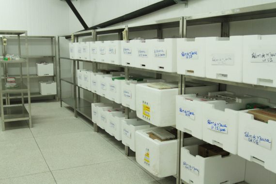 AGEVISA DESTACA A IMPORTÂNCIA DA VACINAÇÃO CONTRA O SARAMPO EM RONDÔNIA - News Rondônia