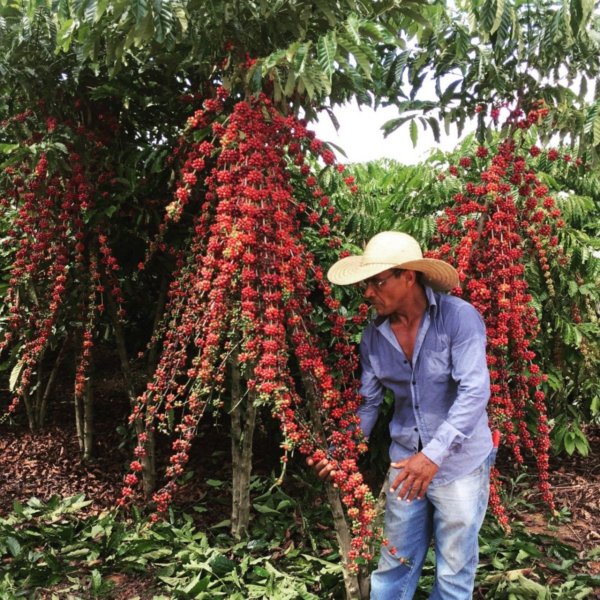 RONDÔNIA REALIZA O MAIOR CONCURSO DE CAFÉ ROBUSTA DO BRASIL; PREMIAÇÃO SOMA R$ 40 MIL - News Rondônia