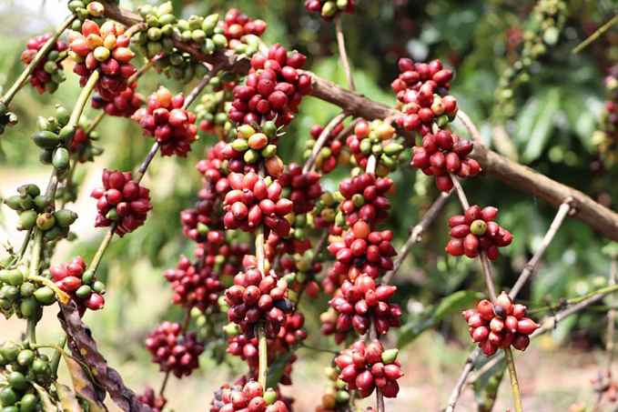 Emater orienta produtores de café do Cone Sul sobre técnica de fermentação de grãos para obter produtos de alta qualidade - News Rondônia