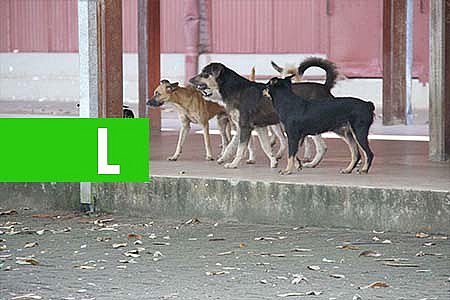 PREFEITURA DE PORTO VELHO IMPLANTA PROJETO BEM-ESTAR ANIMAL - News Rondônia