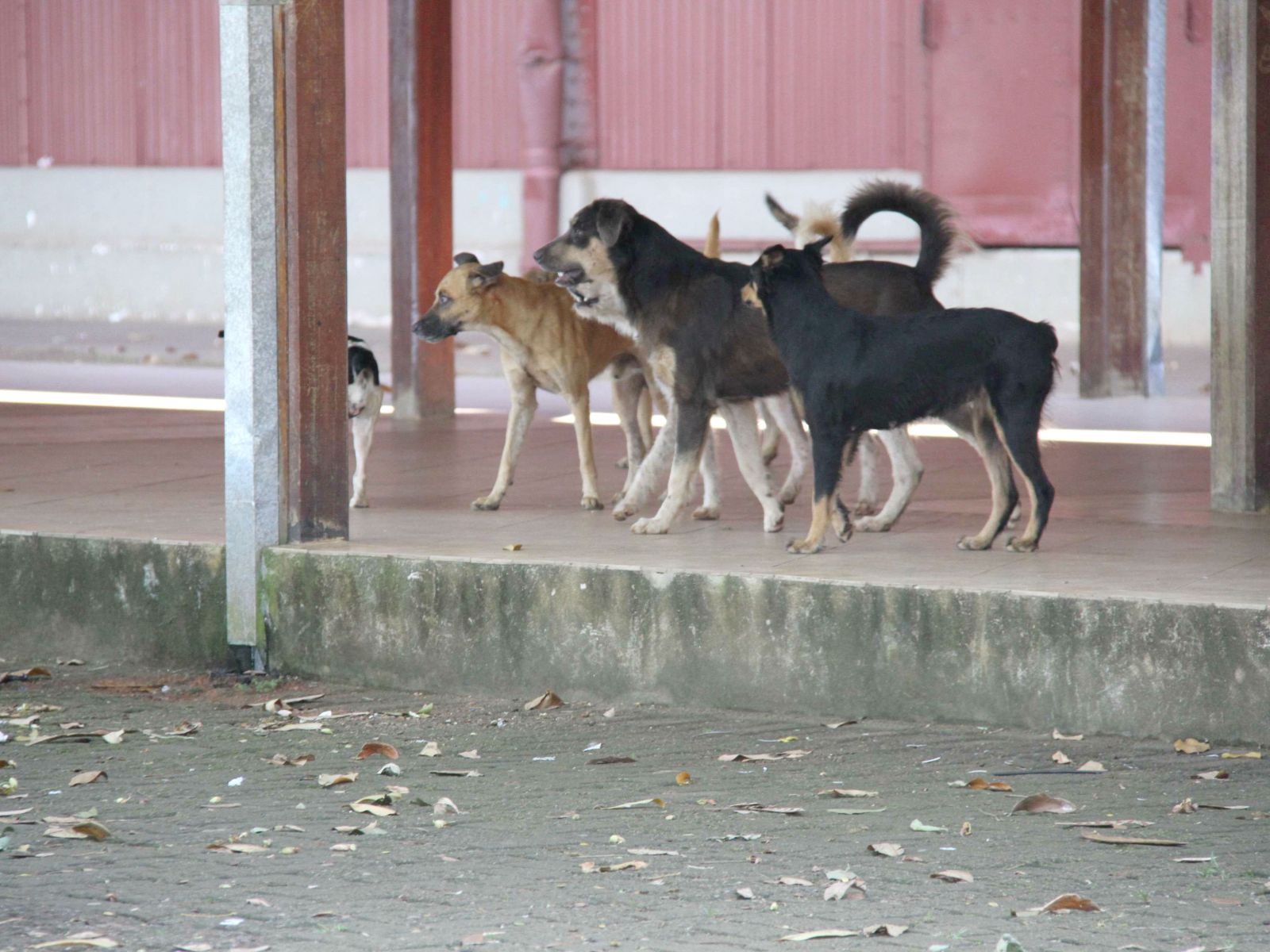 PREFEITURA DE PORTO VELHO IMPLANTA PROJETO BEM-ESTAR ANIMAL - News Rondônia