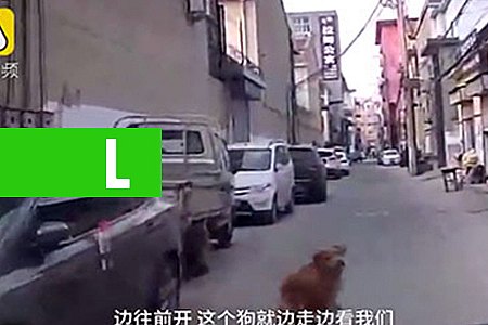 CÃO CONDUZ AMBULÂNCIA E SALVA TUTOR DESMAIADO NA CHINA - VEJA VÍDEO - News Rondônia