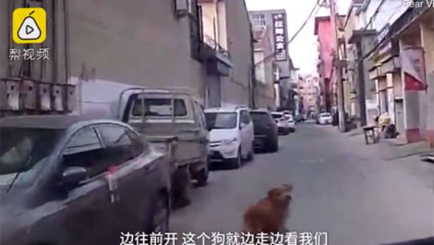 CÃO CONDUZ AMBULÂNCIA E SALVA TUTOR DESMAIADO NA CHINA - VEJA VÍDEO - News Rondônia