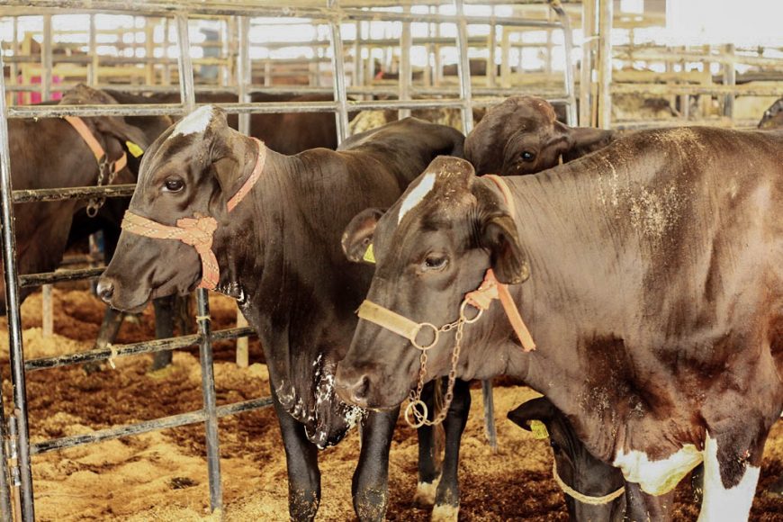 Idaron firma termo de cooperação técnica para estimular notificação de doenças ao serviço veterinário oficial de Rondônia - News Rondônia