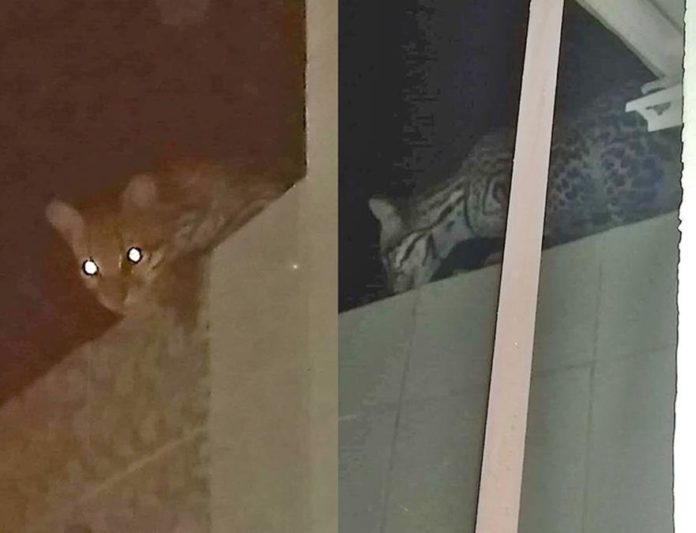 JAGUATIRICA É CAPTURADA POR BOMBEIROS EM CONDOMÍNIO DE RIO BRANCO - News Rondônia