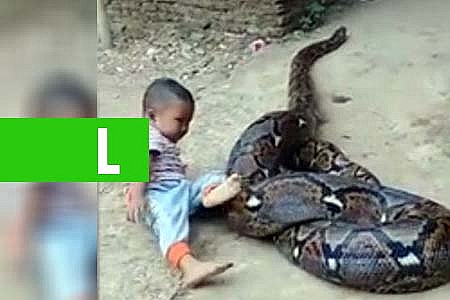 PAI FILMA FILHO BRINCANDO COM COBRA GIGANTE E CHOCA A INTERNET - News Rondônia