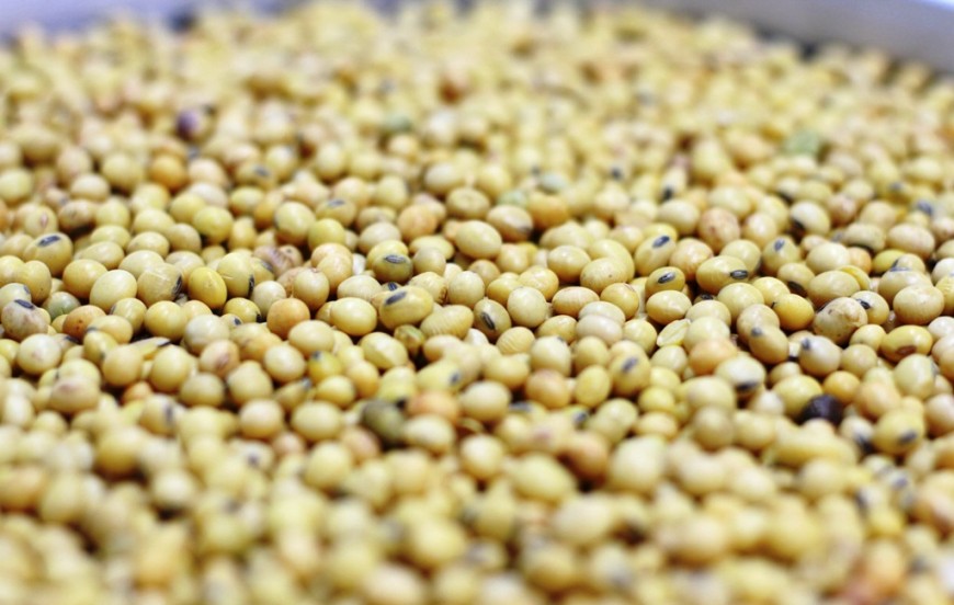 AGRICULTURA - Rondônia é o terceiro maior produtor de grãos da Região Norte - News Rondônia
