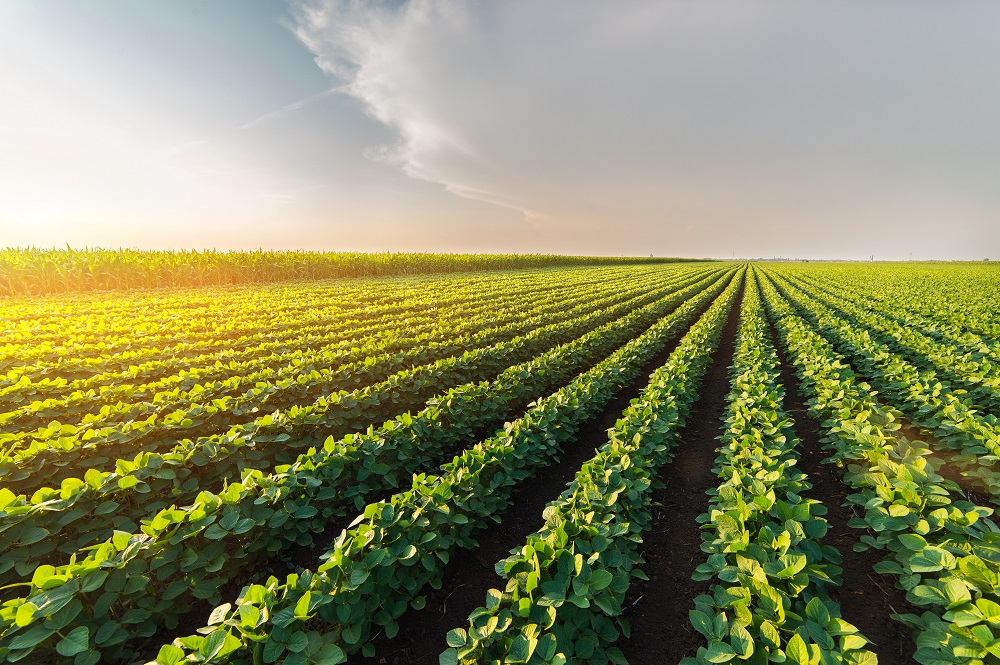 Área agrícola tratada com defensivos cresce 7% no 1º trimestre de 2021, aponta Sindiveg - News Rondônia
