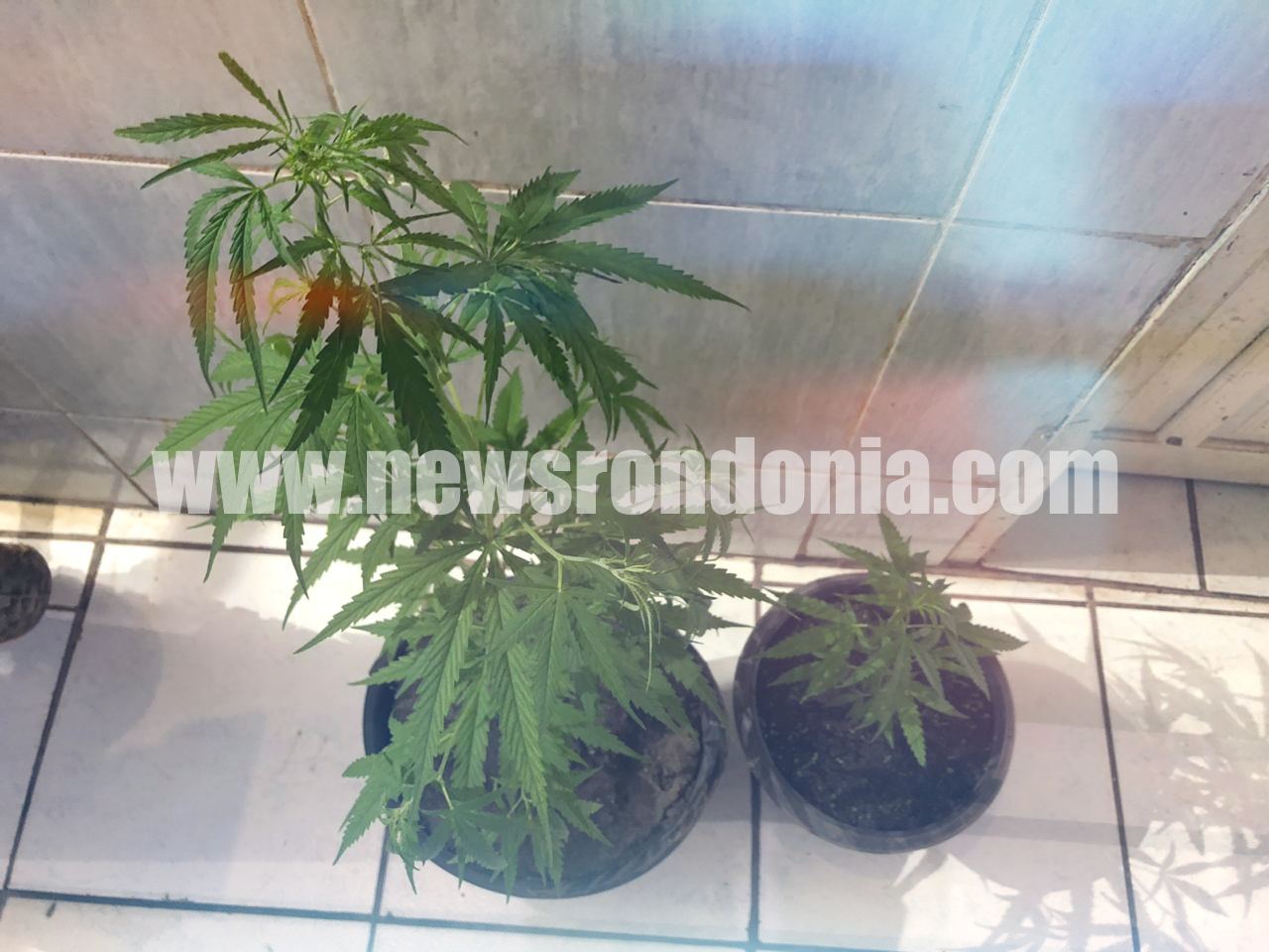 Polícia recebe denúncia e prende homem com dois pés de maconha - News Rondônia