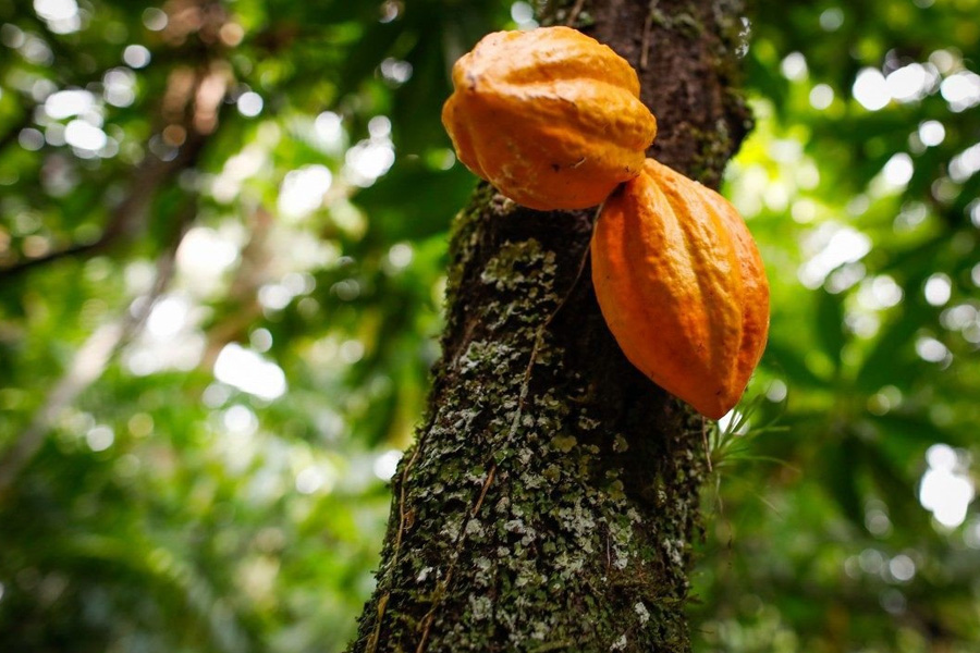 Borracha natural e cacau entram na lista da Conab para recebimento de bônus do PGPAF - News Rondônia