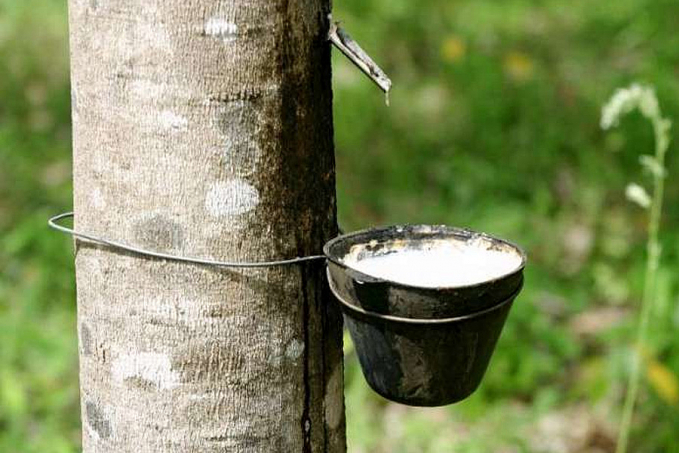 Borracha natural e cacau entram na lista da Conab para recebimento de bônus do PGPAF - News Rondônia